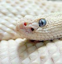 La serpiente blanca