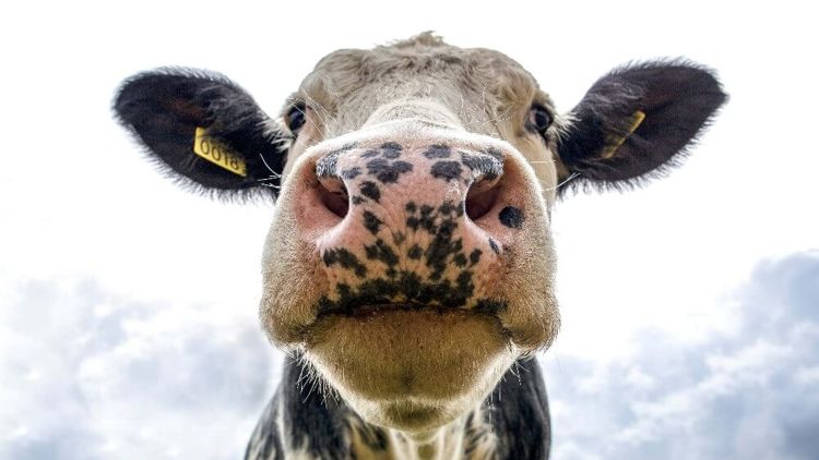 Las vacas no dan leche