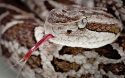 Yarará como manguera